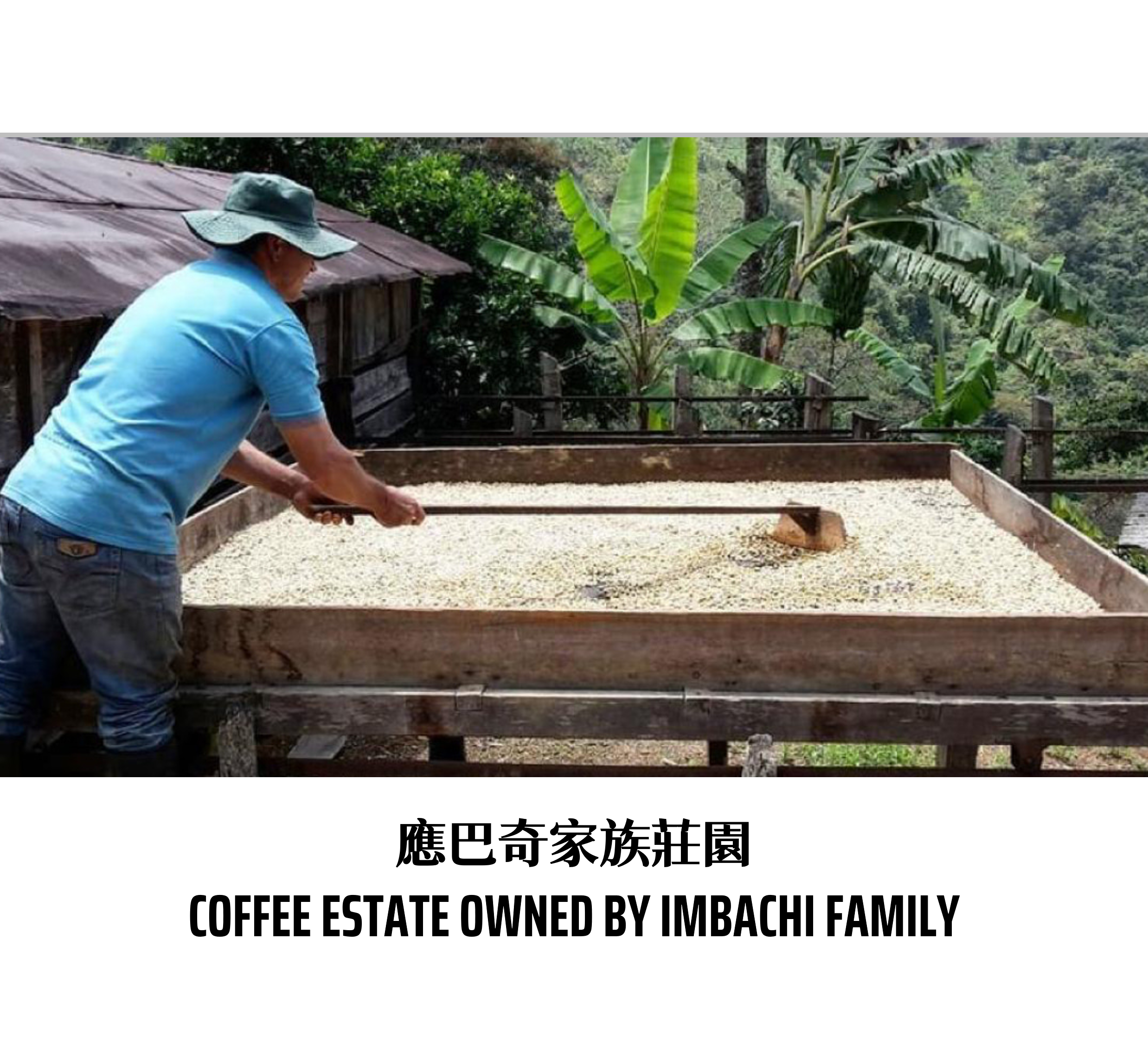 哥倫比亞 | 薇拉 | 希望莊園蜜粉紅波旁:圖片 2